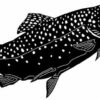 Fish 3